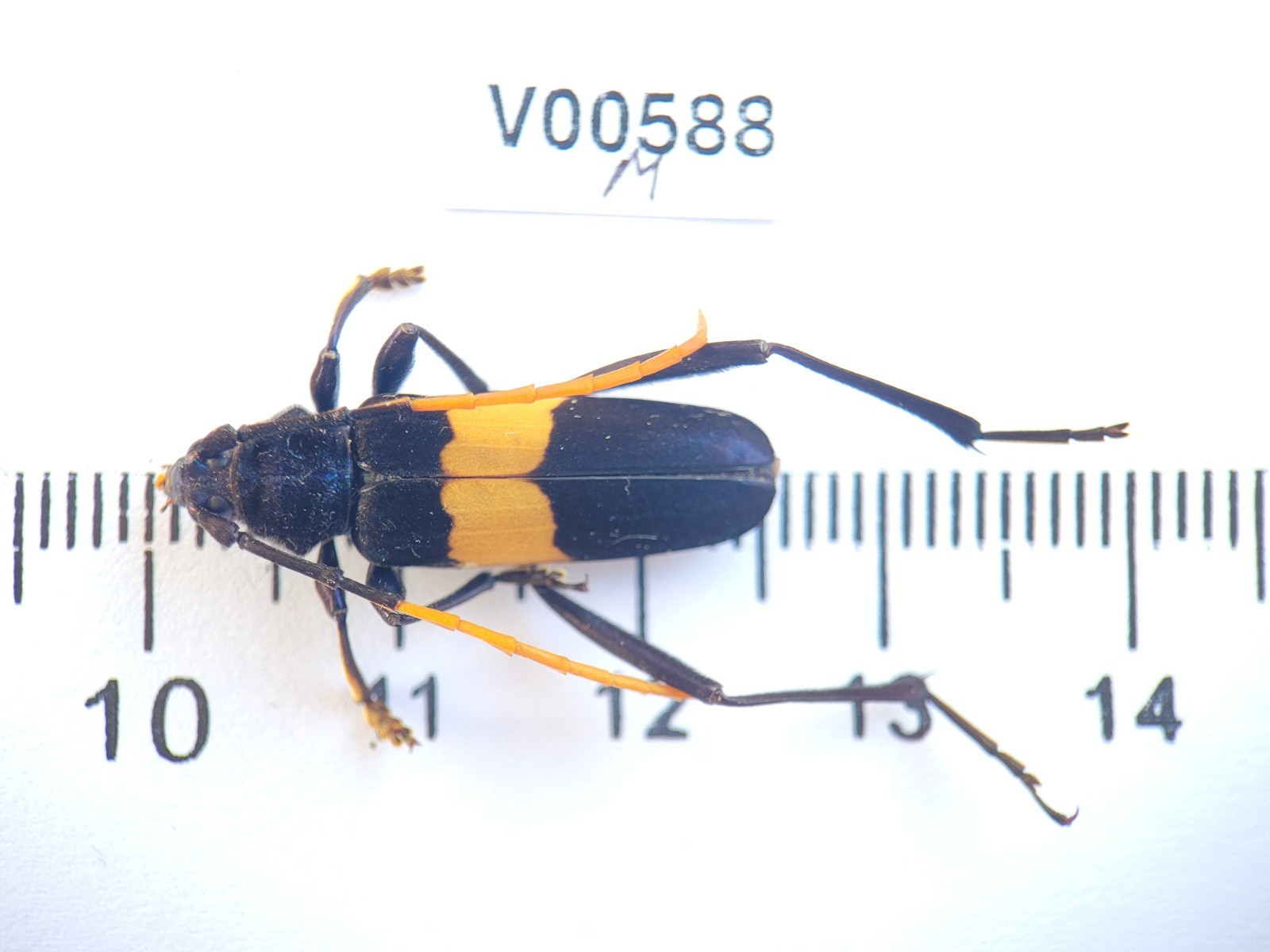 V00588. Unmounted insects, Cerambycidae sp. North Vietnam V00588. Unmounted insects, Cerambycidae sp. North Vietnam