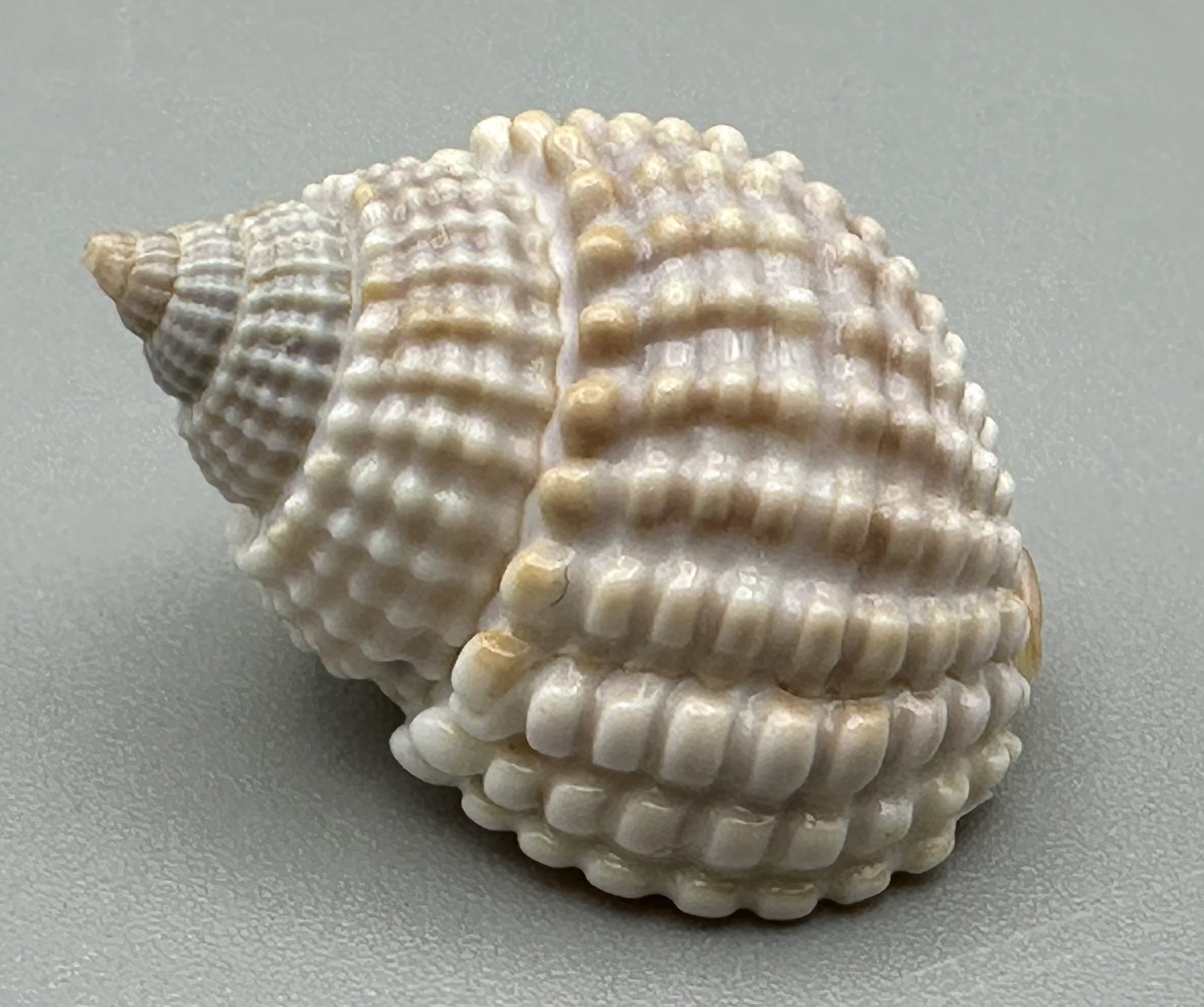 Nassarius conoidalis Seashell 20.4mm Beautiful Sculptured Specimen Shell