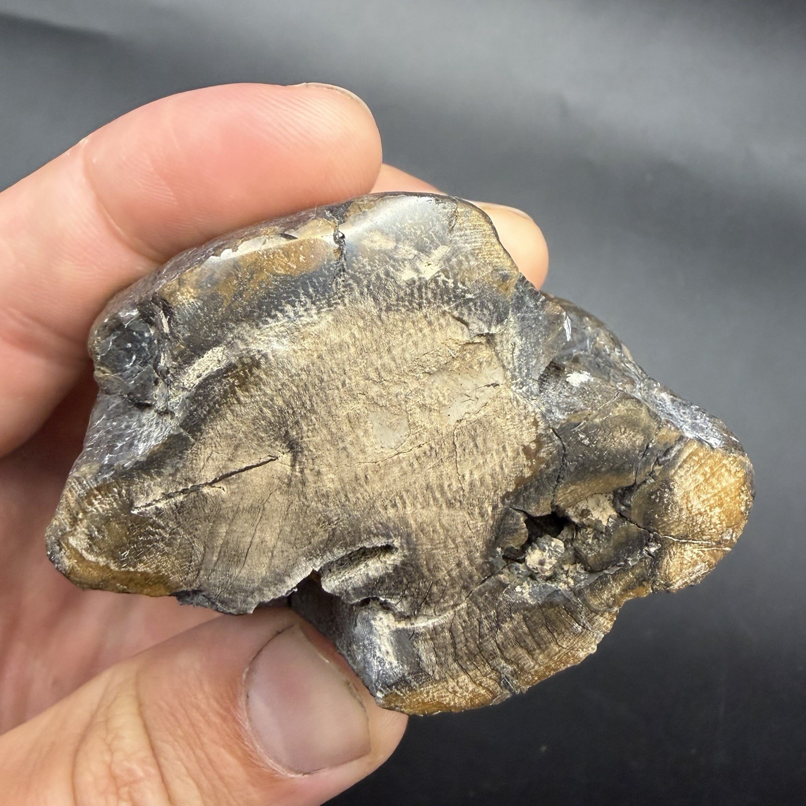 ICE AGE MEGAFAUNA POLISHED HORN SEGMENT SCHRAGER LINES PRESENT 