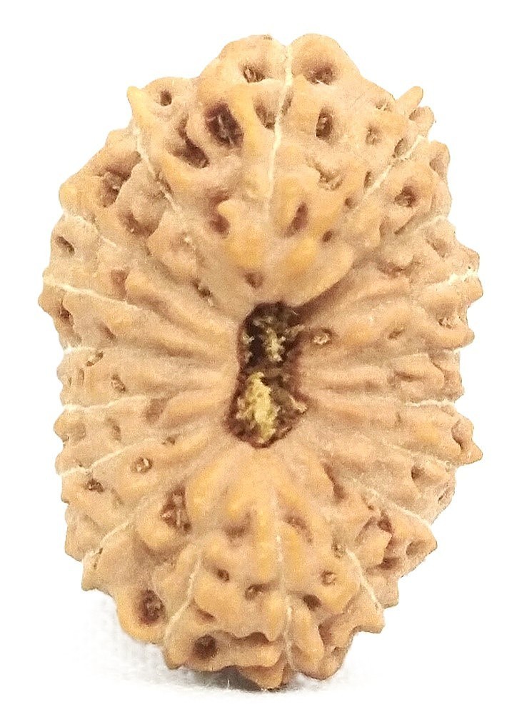 18 Mukhi Rudraksha - 17.28 mm - IGL Certified
