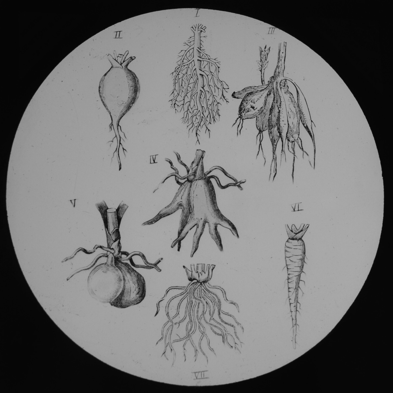 VICTORIAN PLANT STUDY ROOT TYPES C1890 ANTIQUE Magic Lantern Slide ILLUSTRATION