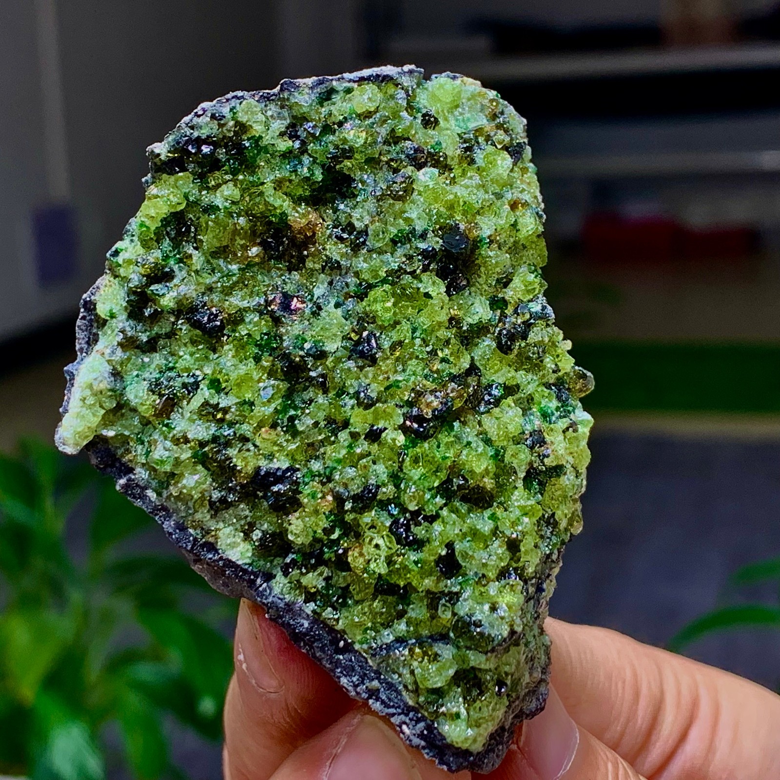151G Natural and rare beautiful museum grade olive green olivine crystal