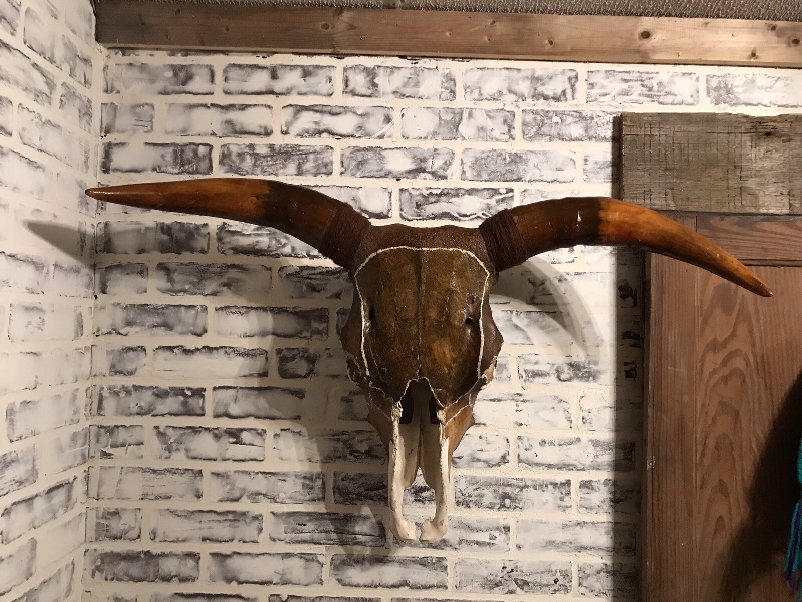 texas longhorn skull