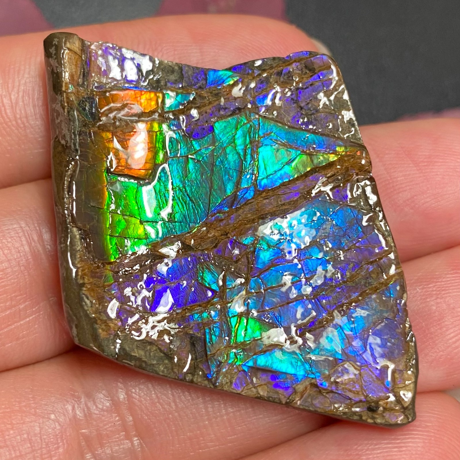 Authentic Canadian Ammolite Gemstone Rare Collectible Fossil 42X32 mm #3034-28