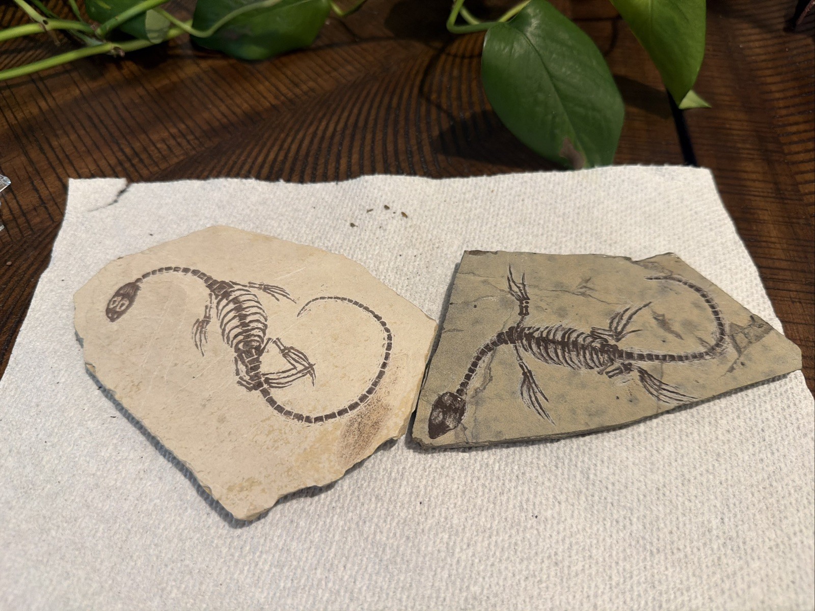  AMPHIBIAN-VERTEBRA-NOTHOSAURIA-JURASSIC-dragon dinosaur fossil 2 pieces 