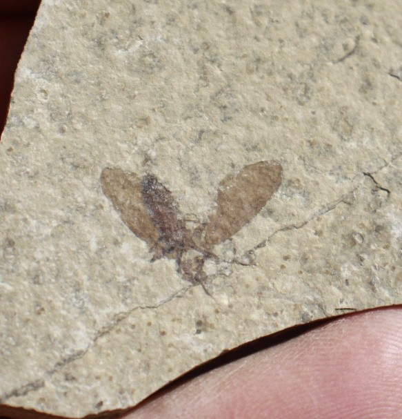 March Fly • Plecia pealei • Kemmerer, Wyoming
