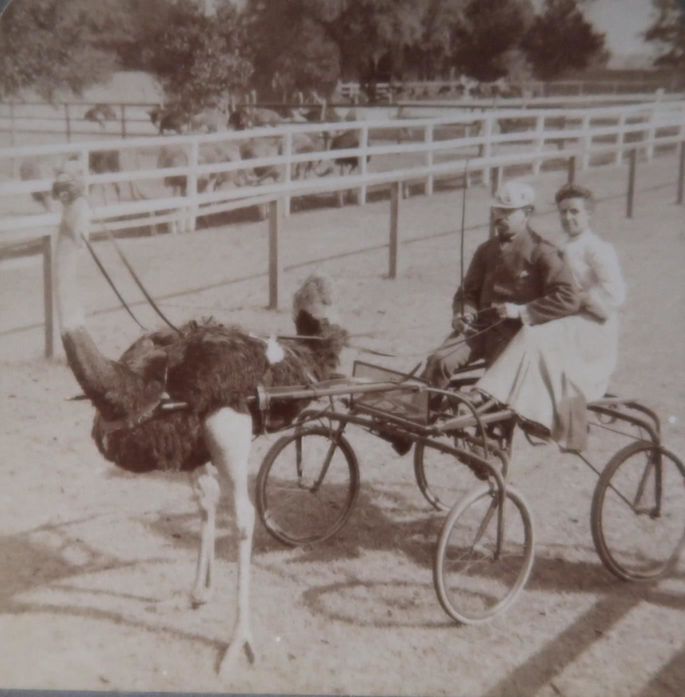 1905 JACKSONVILLE FL OSTRICH CART TROTTING FAMOUS OLIVER W  STEREOVIEW 33-39
