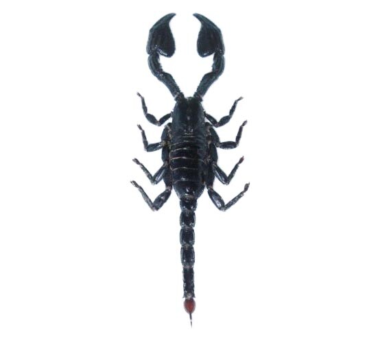 Heterometrus laoticus EMPEROR SCORPION MOUNTED WHOLESALE PACKAGED