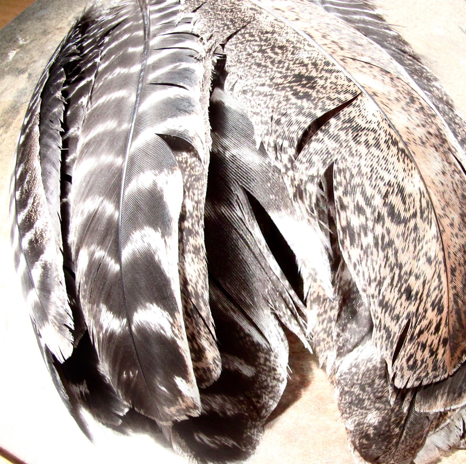 Lot of 25 BRONZE TURKEY QUILLS/BARRED FEATHERS