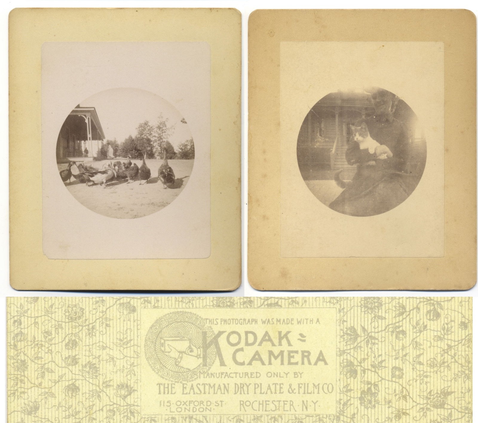 Kodak No. 1 circular snapshots of cat, ducks