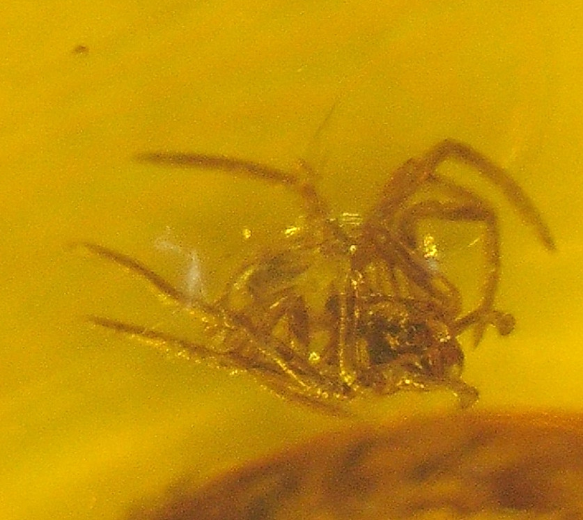 Assassin Pelican Spider with Other Spider in Baltic Amber Fossil Gemstone