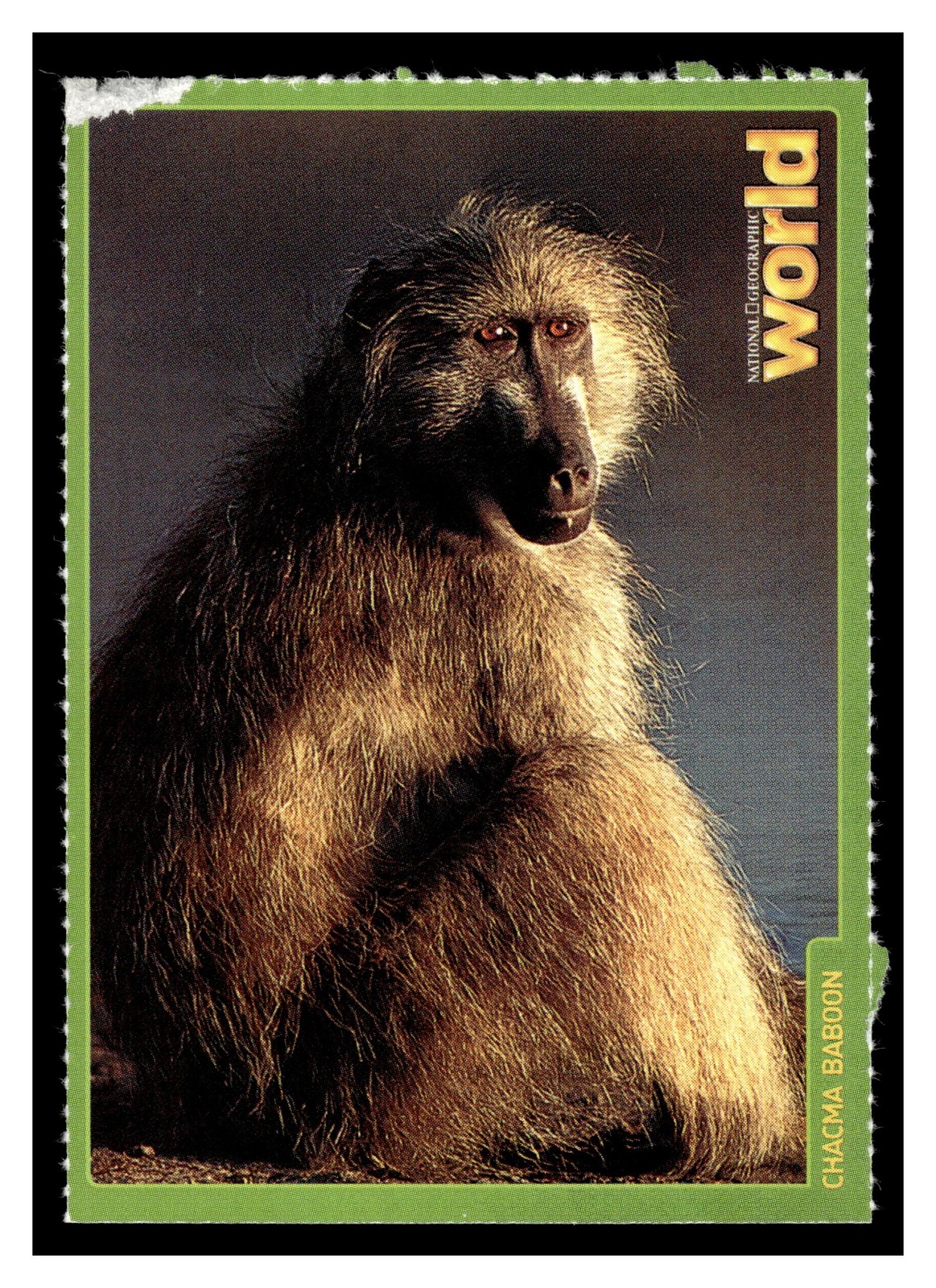 Chacma Baboon #NNO 1993 National Geographic World