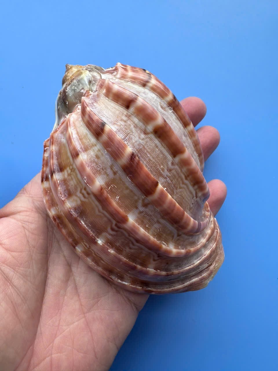 114.4mm | Harpa major| F+++ | GIANT size| Nice color | Beautiful Shell 114.4mm | Harpa major| F+++ | GIANT size| Nice color | Beautiful Shell