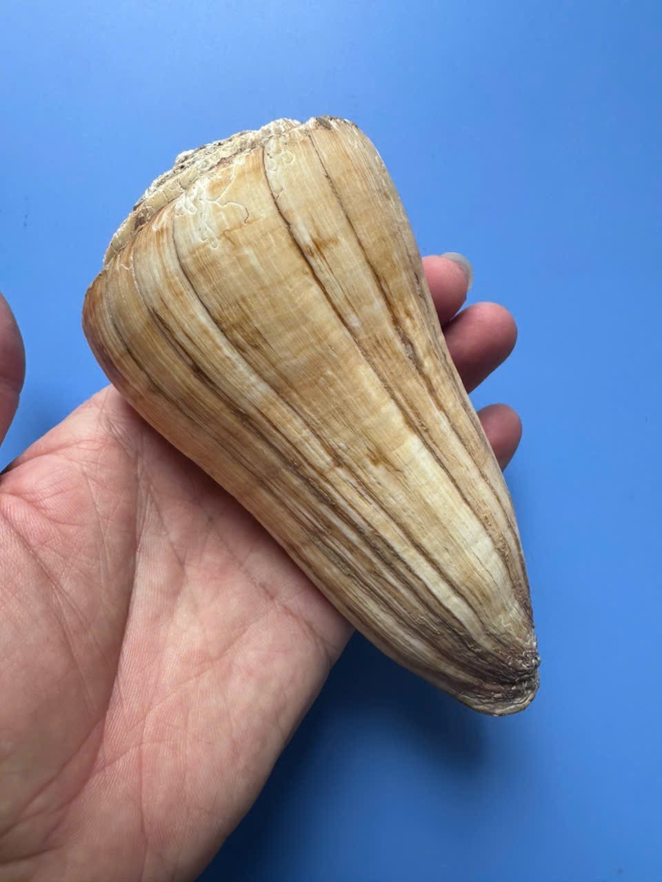 135mm | Conus distans| GIANT size | Beautiful shell 135mm | Conus distans| GIANT size | Beautiful shell