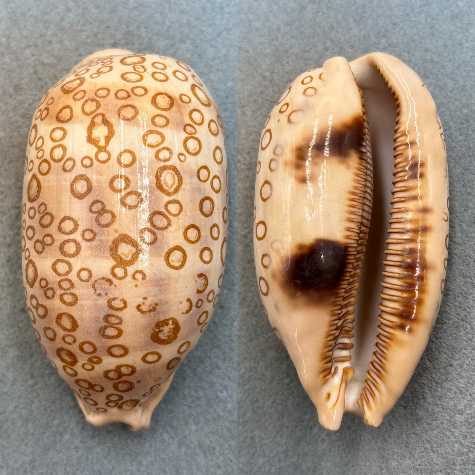 #1 Cypraea argus ventricosa 97.6mm F Suva, Fiji