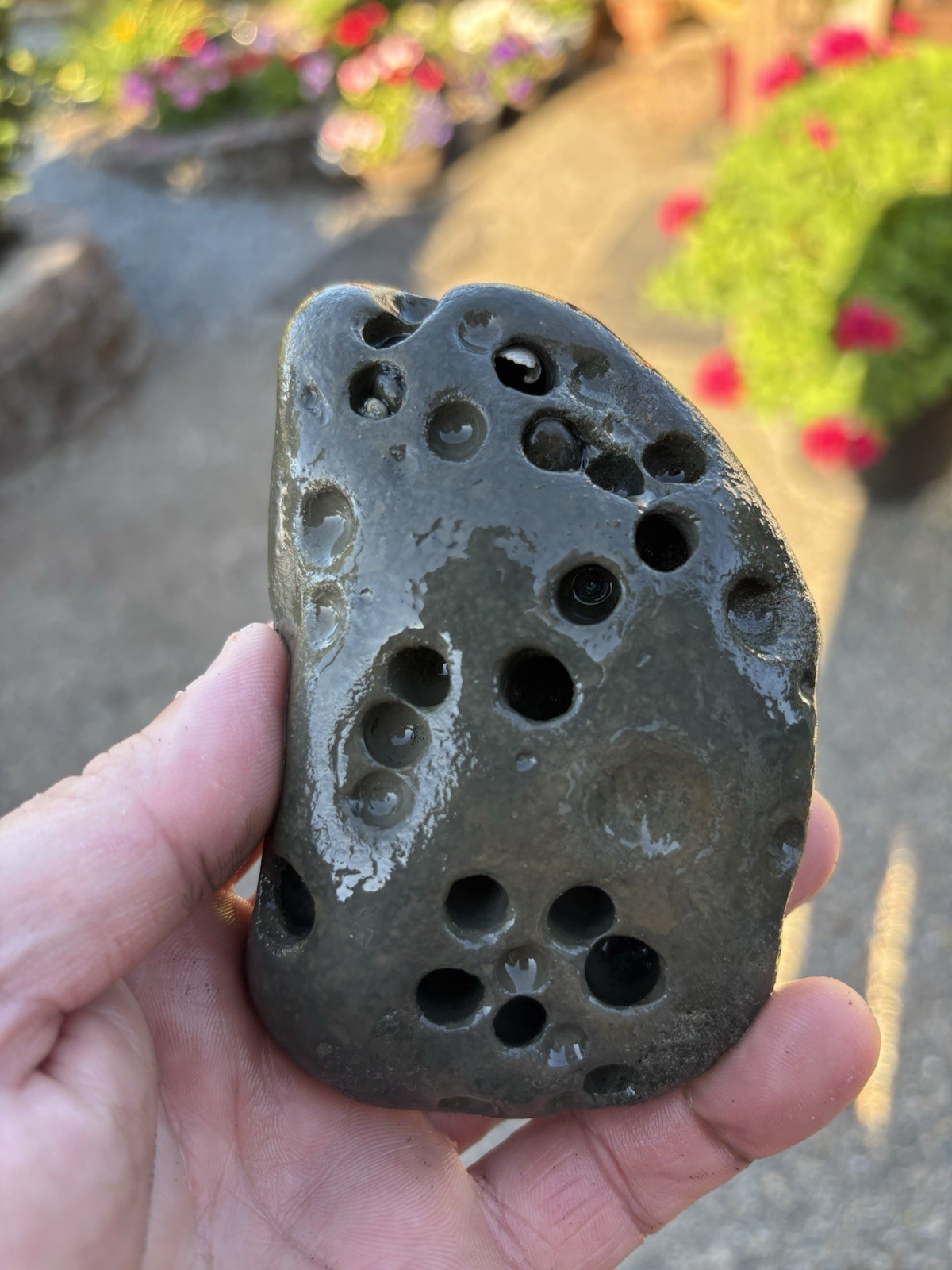 Ancient Natural Gas bubble Cavities Volcanic Rock Stone Found On WA Beach