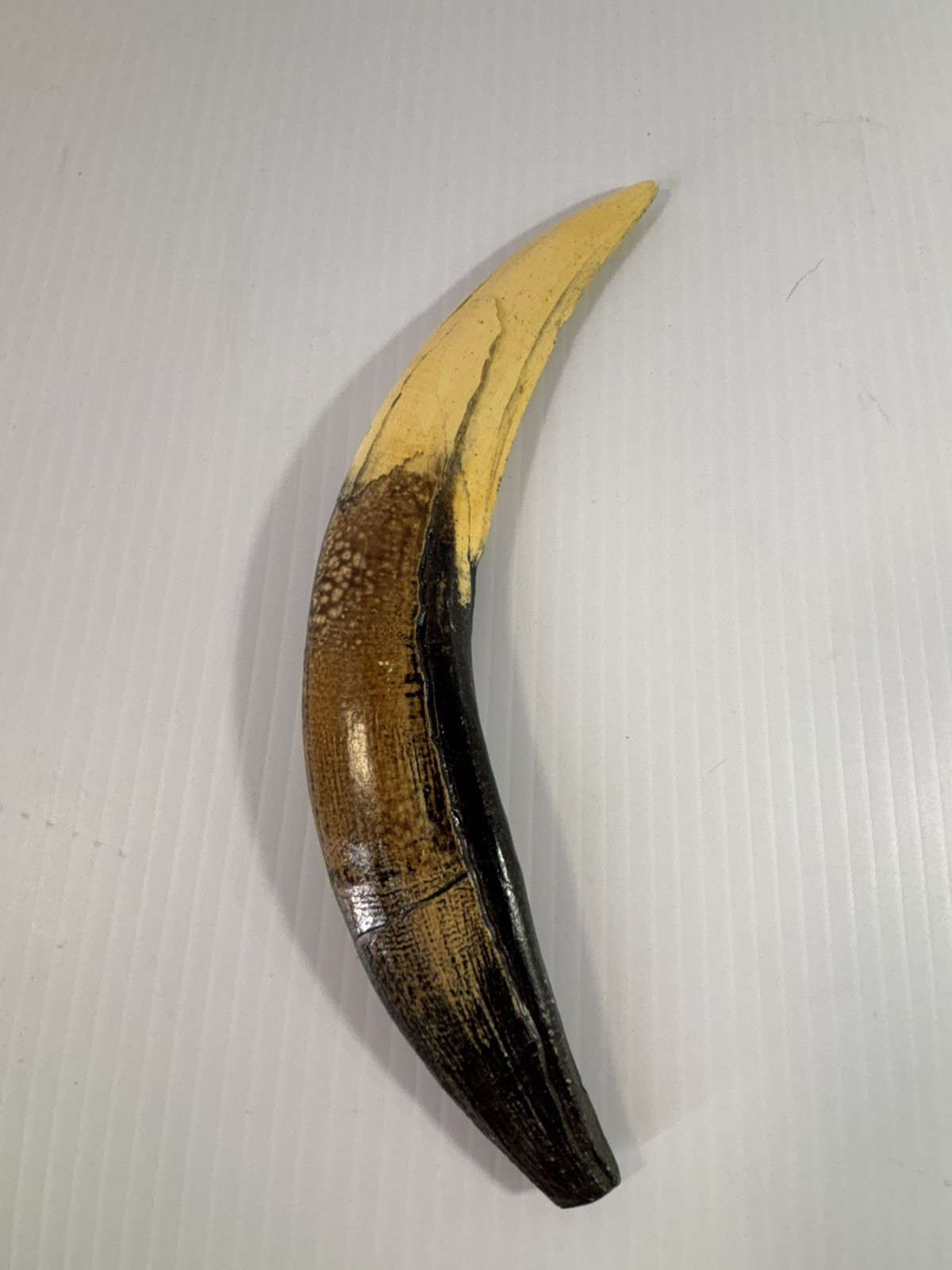 Smilodon fatalis Saber Tooth Cat Canine Tooth Fossil Replica w/ Info Card