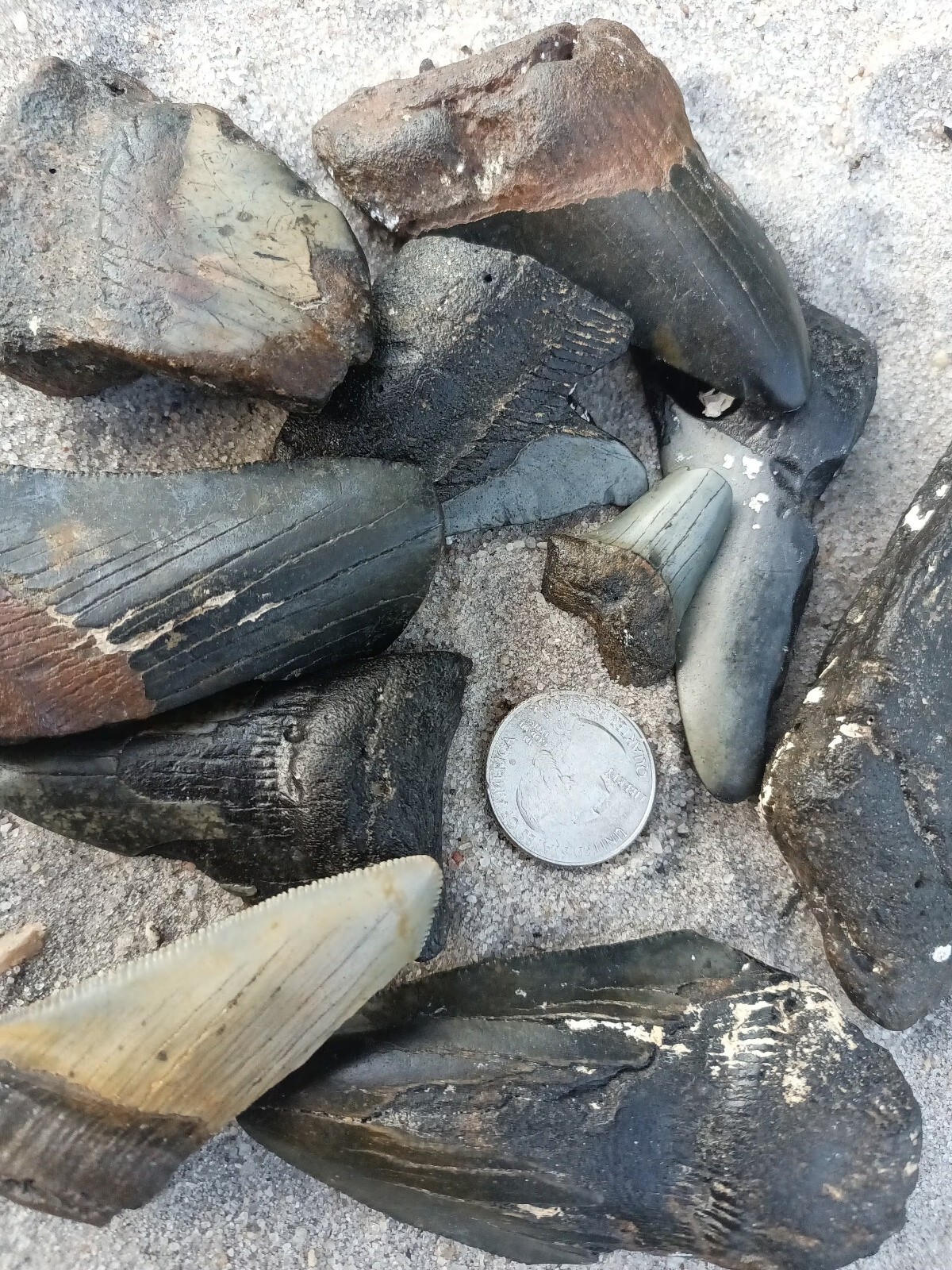 1 pound of Megalodon Teeth Fossils 1 LB LOT Megalodon tooth fragments. Size Mix