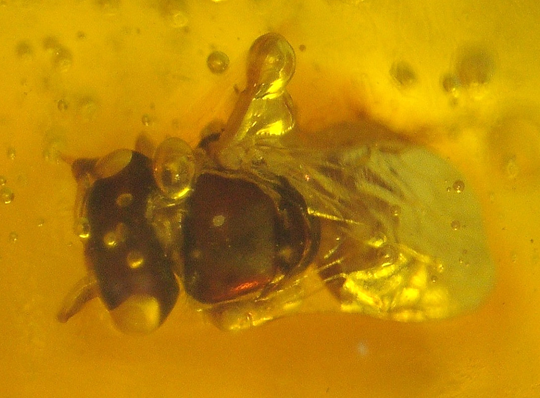 Beautiful True BEE with Nice Eyes and Bubble in Dominican Amber Fossil