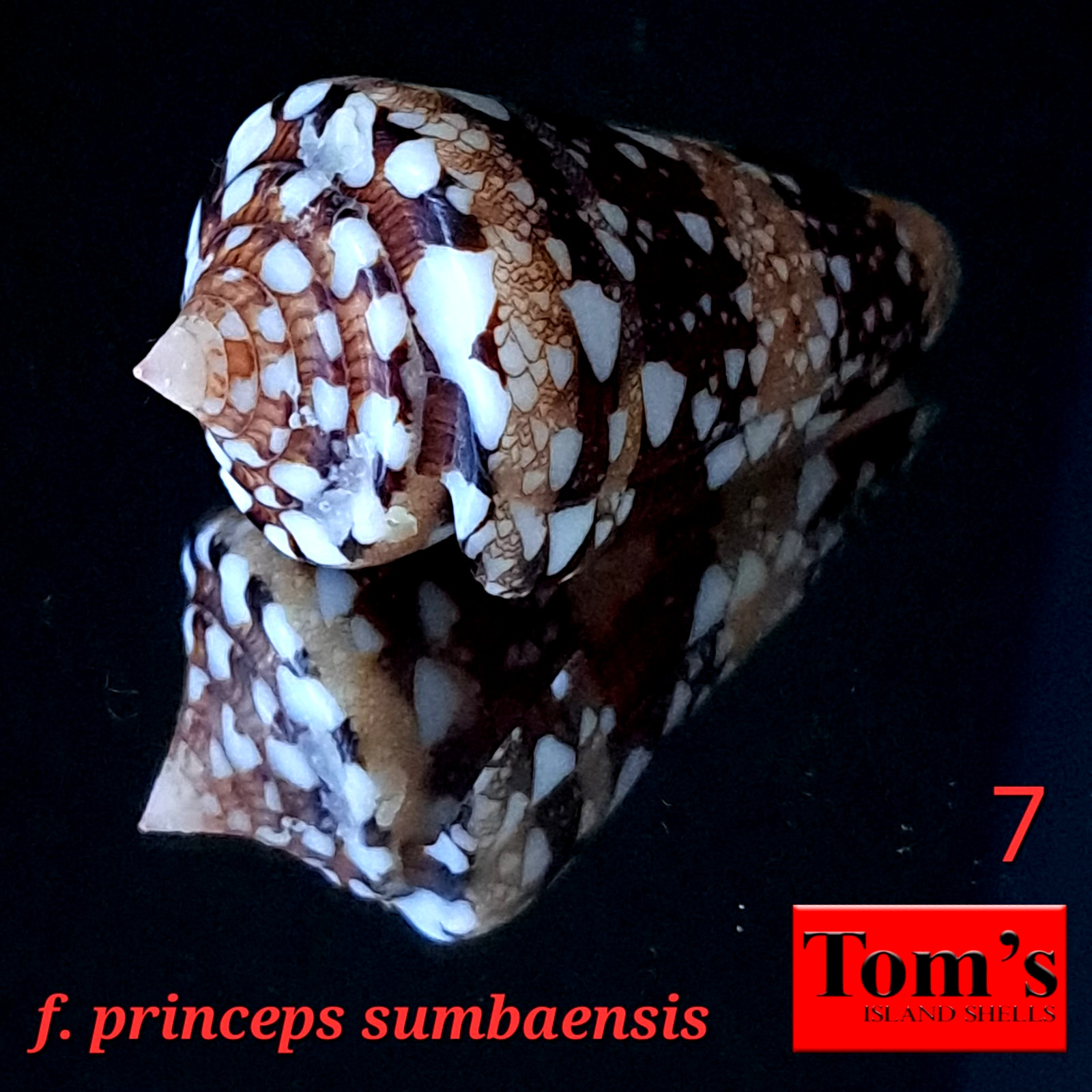 Conus ammiralis f. princeps sumbaensis #7  50.2mm ULTRA BEAUTY from Indonesia