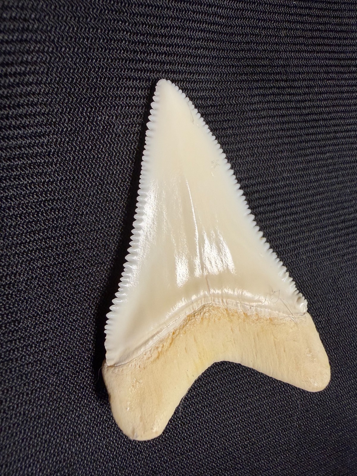 Beautiful Modern Great White Shark Tooth 2.1