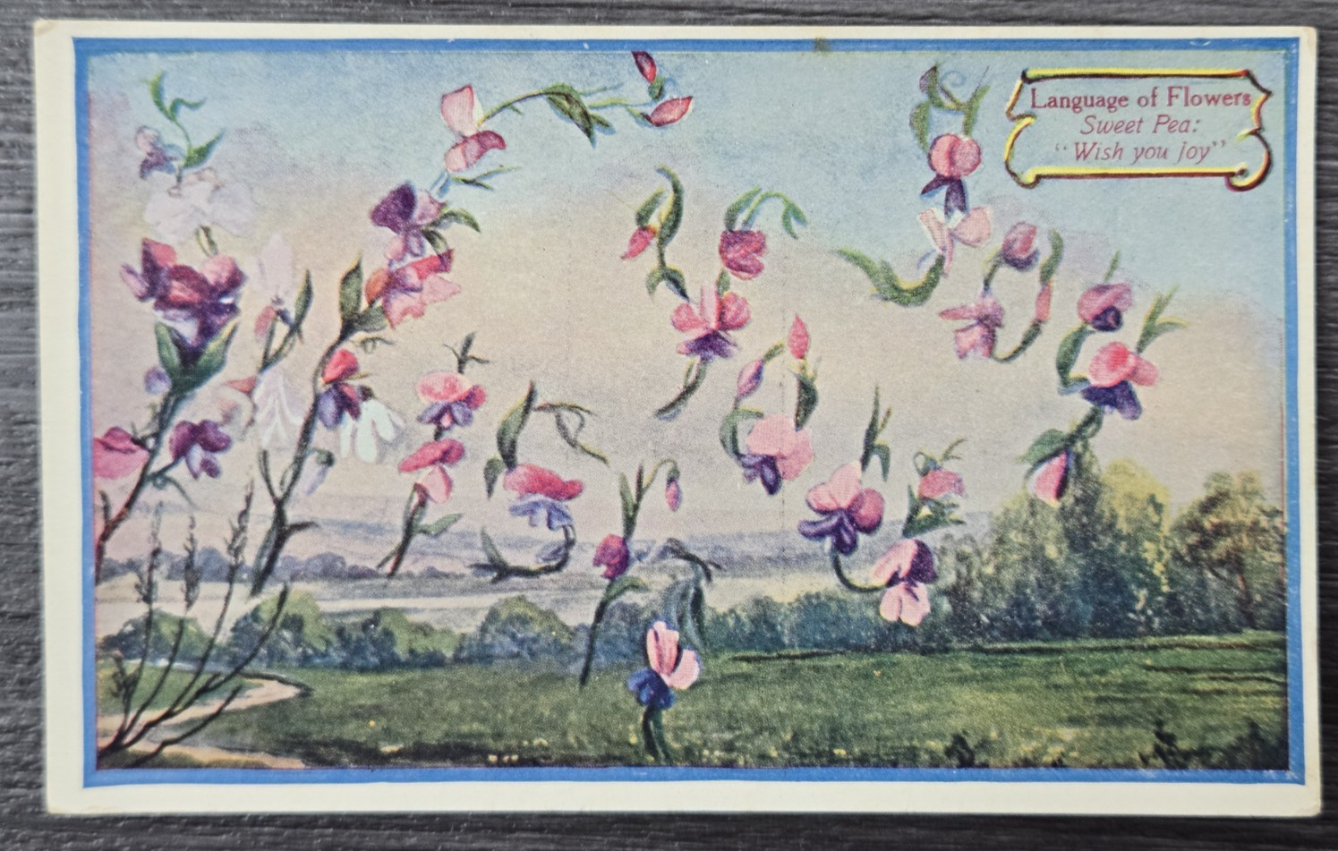1909 Color Postcard Woman\'s World Language of Flowers Sweet Pea Wish You Joy