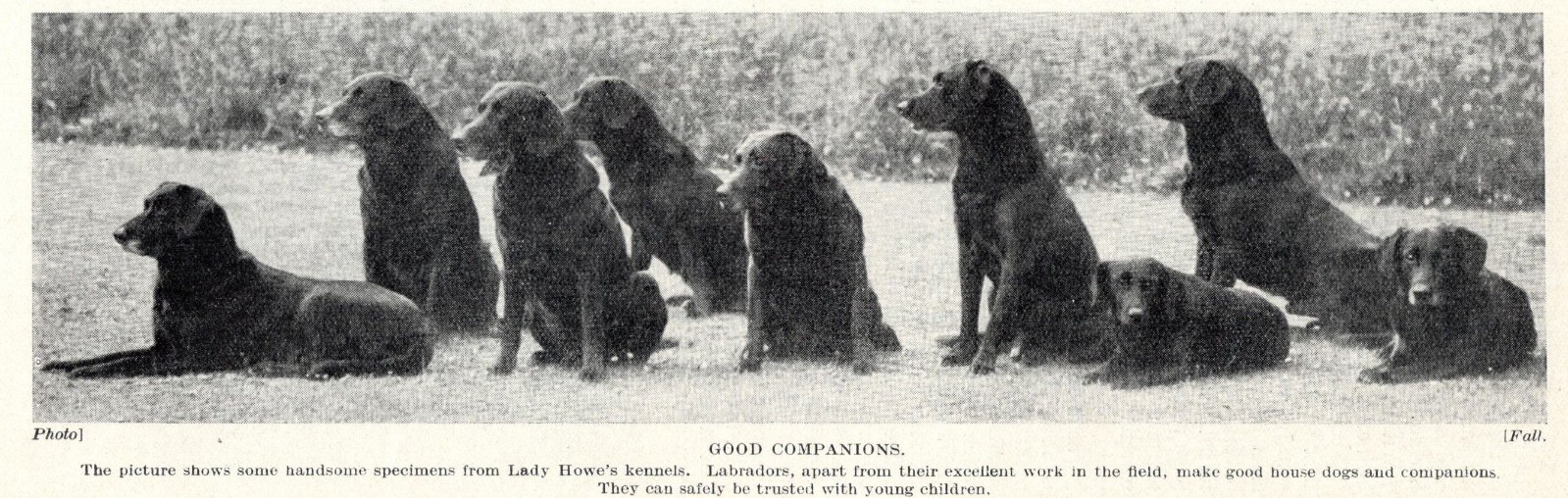 Labrador Retriever 