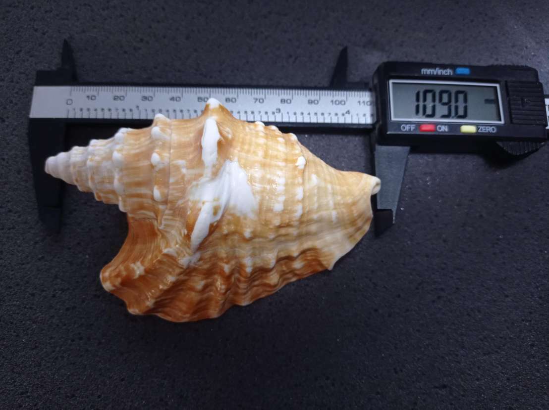VERY RAREHUGE XL>TRICORNIS OLDI(OLD'S CONCH)MOGADISCIO,REPUBLIC OF SOMALIA/NO.2