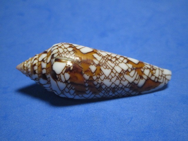 Conus bengalensis f. sumbawaensis (Verbinnen, 2022) 