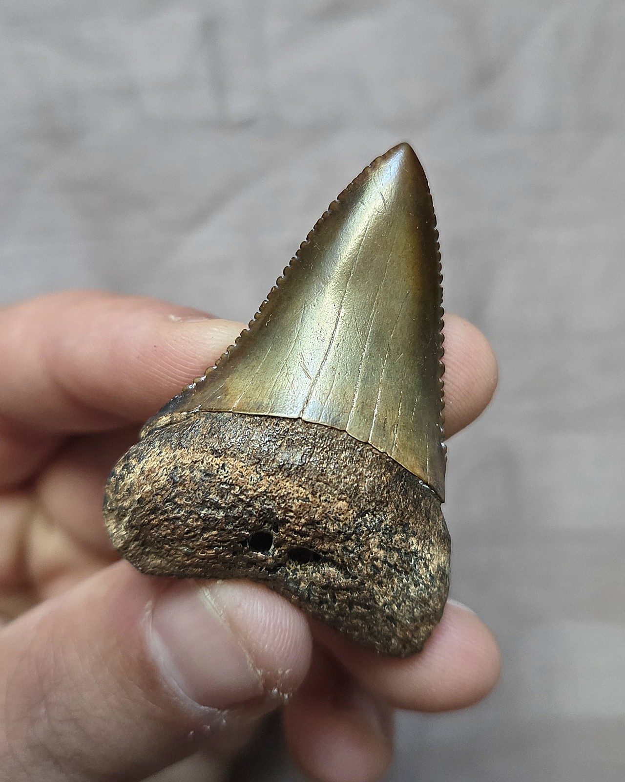 Very Rare Nice Colorful Meherrin River Great White Shark Tooth Fossil