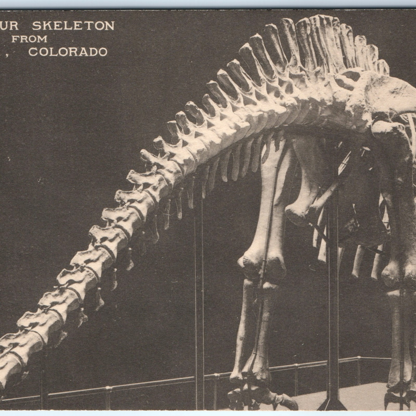 c1900s Chicago IL Field Museum Postcard Dinosaur Skeleton Apatosaurus Fruita CO