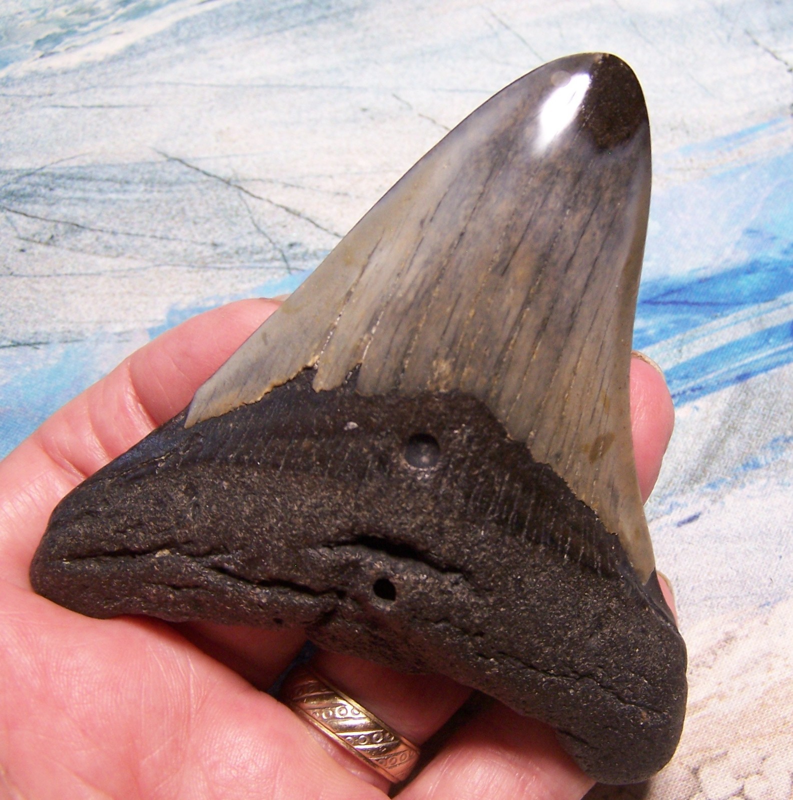 MEGALODON SHARK TOOTH 3 7/8