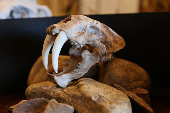 Smilodon Fatalis Skull Replica – Life Size Sabertooth Fossil Display