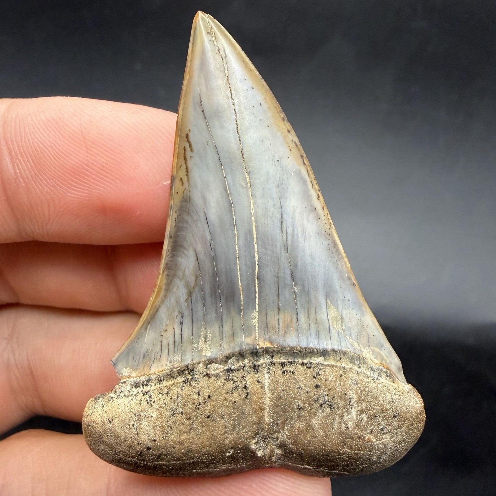 Megalodon Era Mako Shark Tooth From Peru - 2.26” Natural