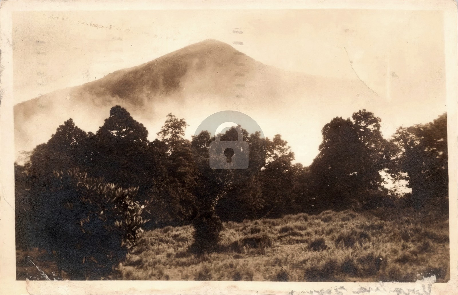 Mount Pisgah National Forest Mountain North Carolina P724 RPPC Postcard COPY