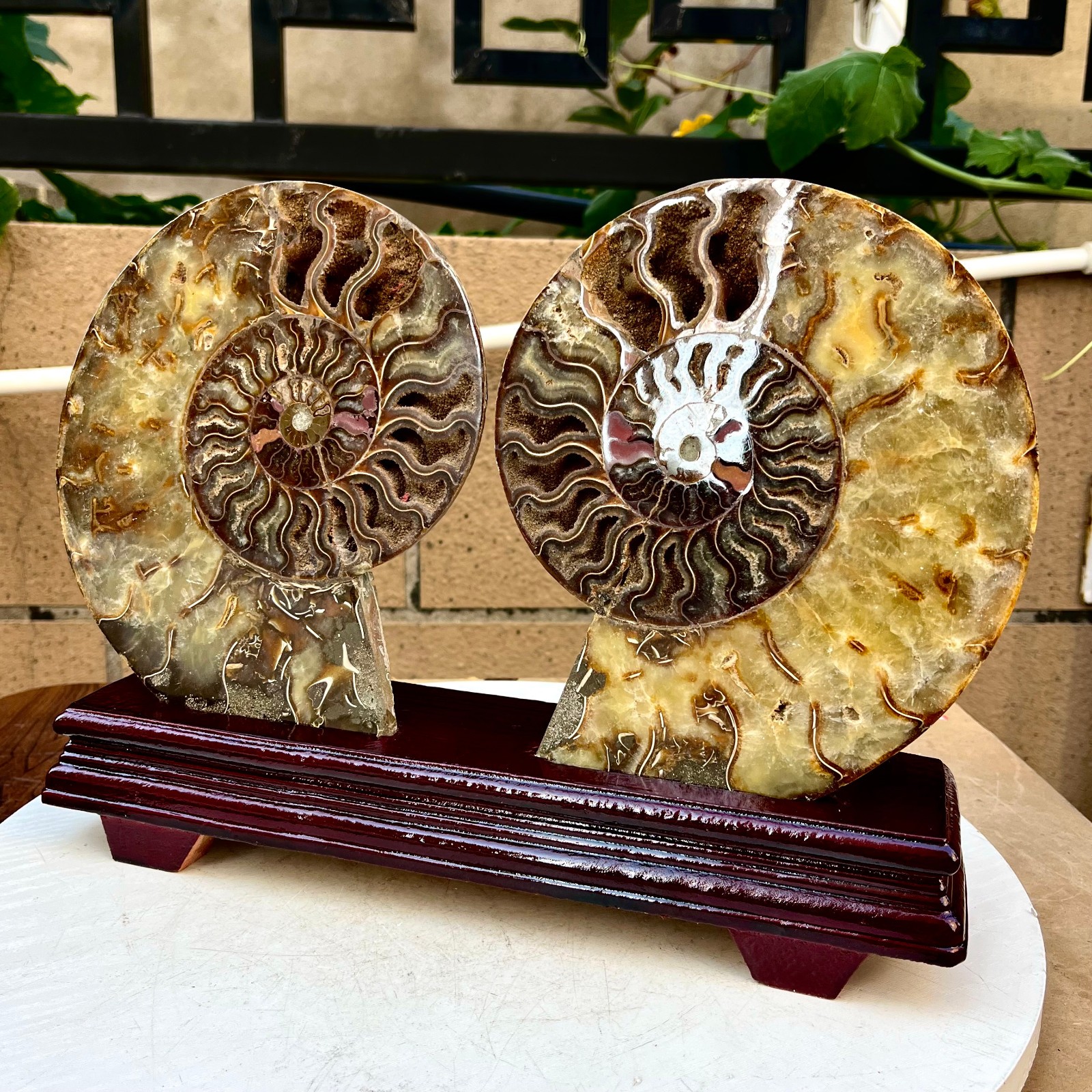 6.56LB Natural conch slice a pair Sea Conch Crystal Specimen Slice Healing