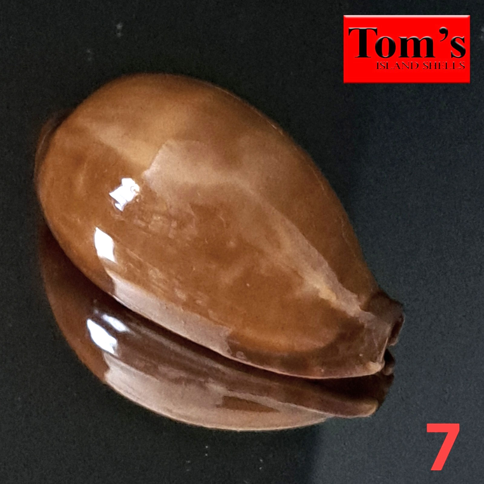 Cypraea adusta #7  46.5mm EXQUISITE BEAUTY from Zanzibar Island