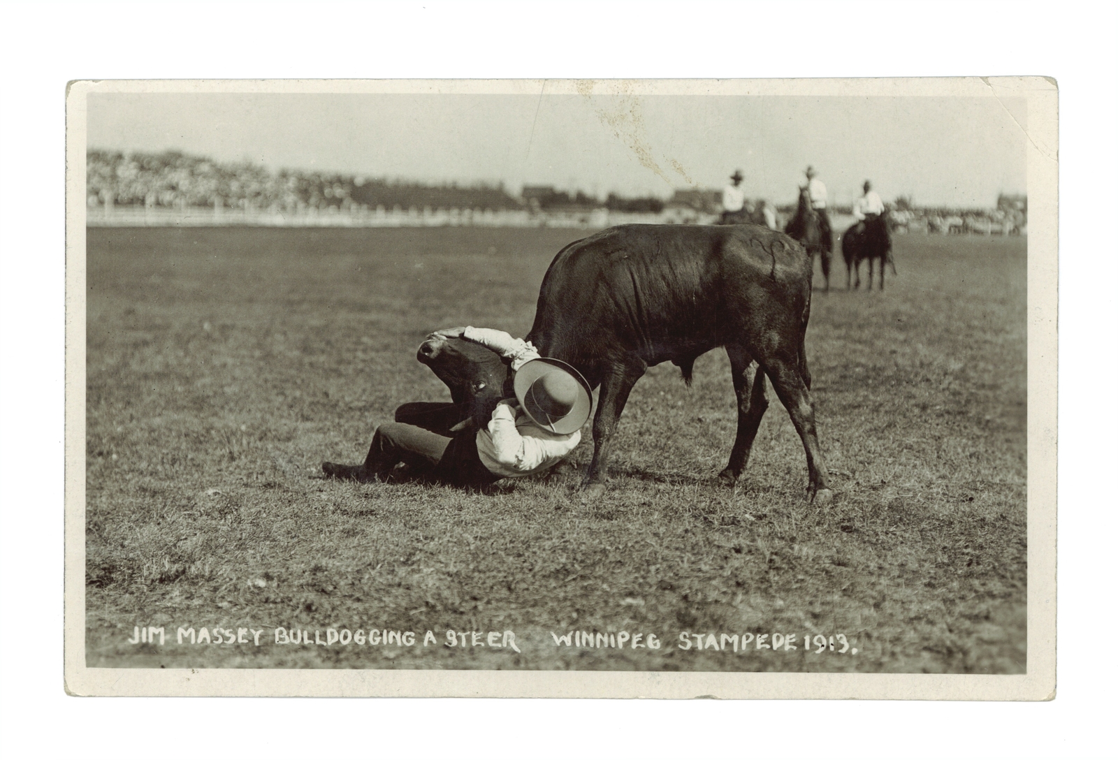 Jim Massey bulldogging a steer Winnipeg Stampede 1913 - a cowboy d- Old Photo