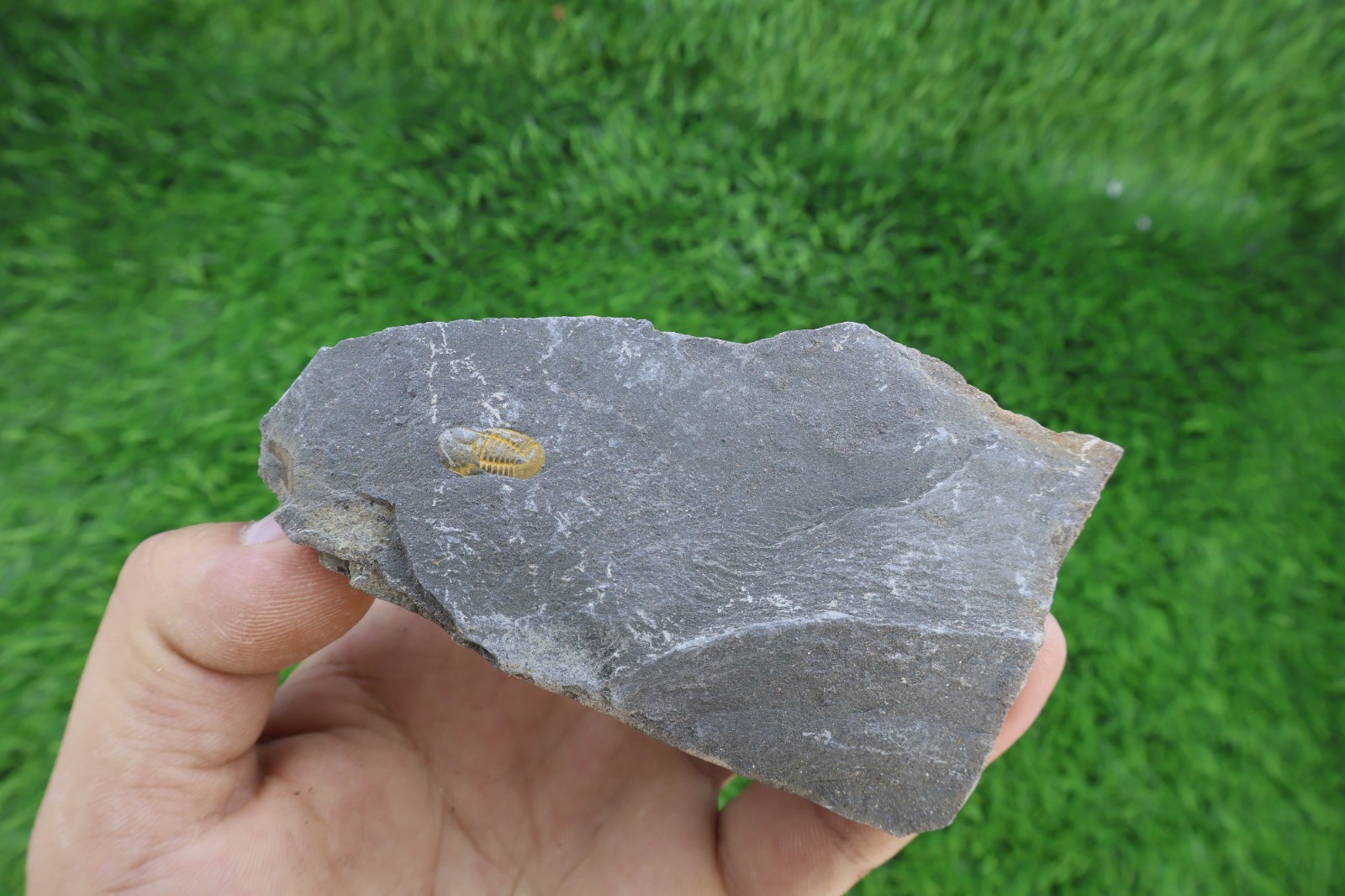 Cyclopyge Trilobite Fossil Ordovician Morocco Rare Specimen 