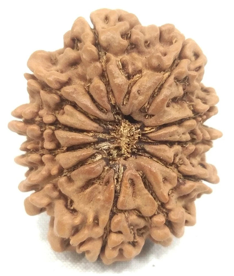 Rare 11 Mukhi Ganesha Rudraksha - Collector Size - Nepal - Lab Certified