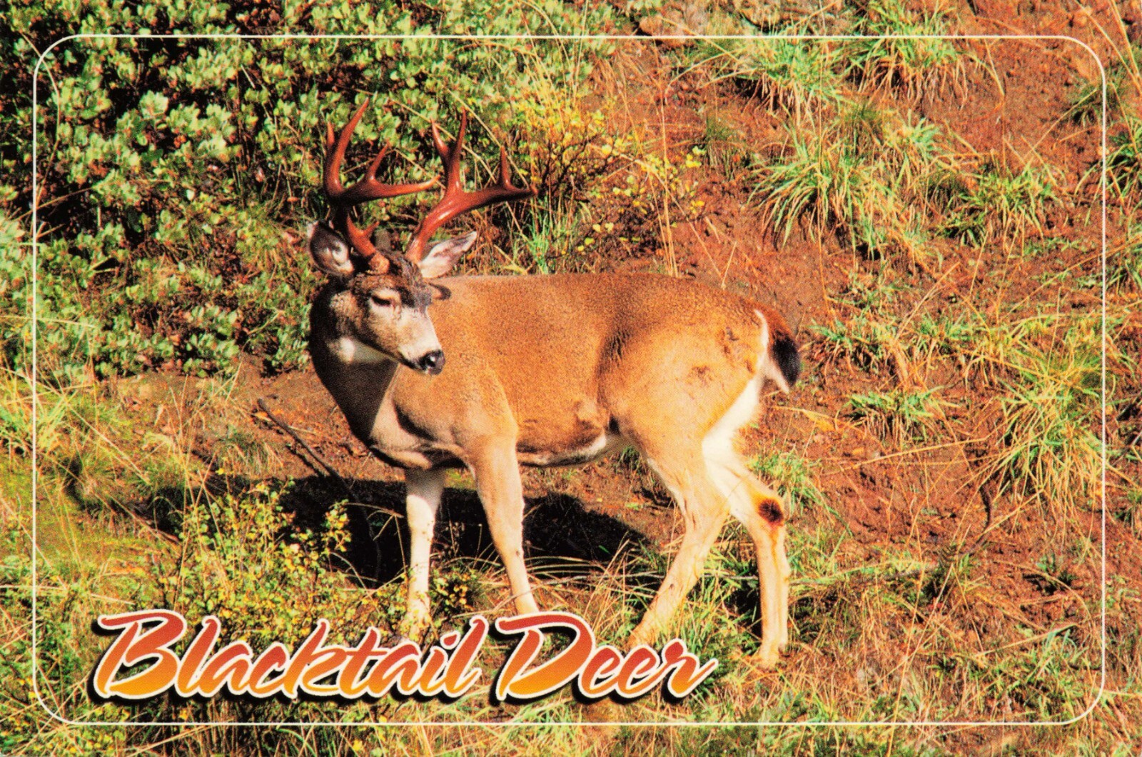 Blacktail Deer Vintage Continental Chrome Postcard Unposted