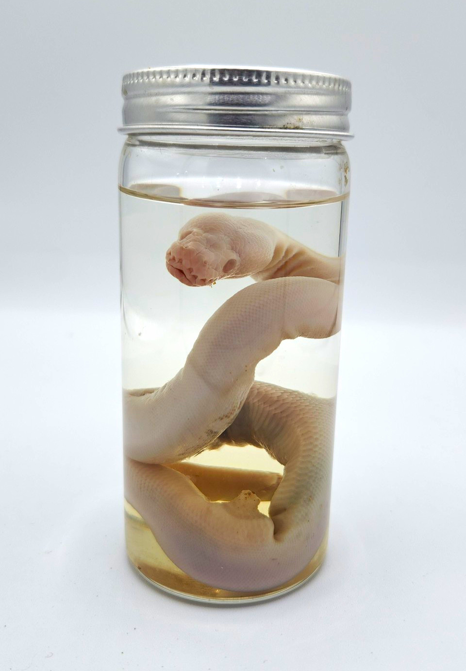 Preserved Snake Wet Specimen - ALBINO Ball Python in Glass Specimen Jar