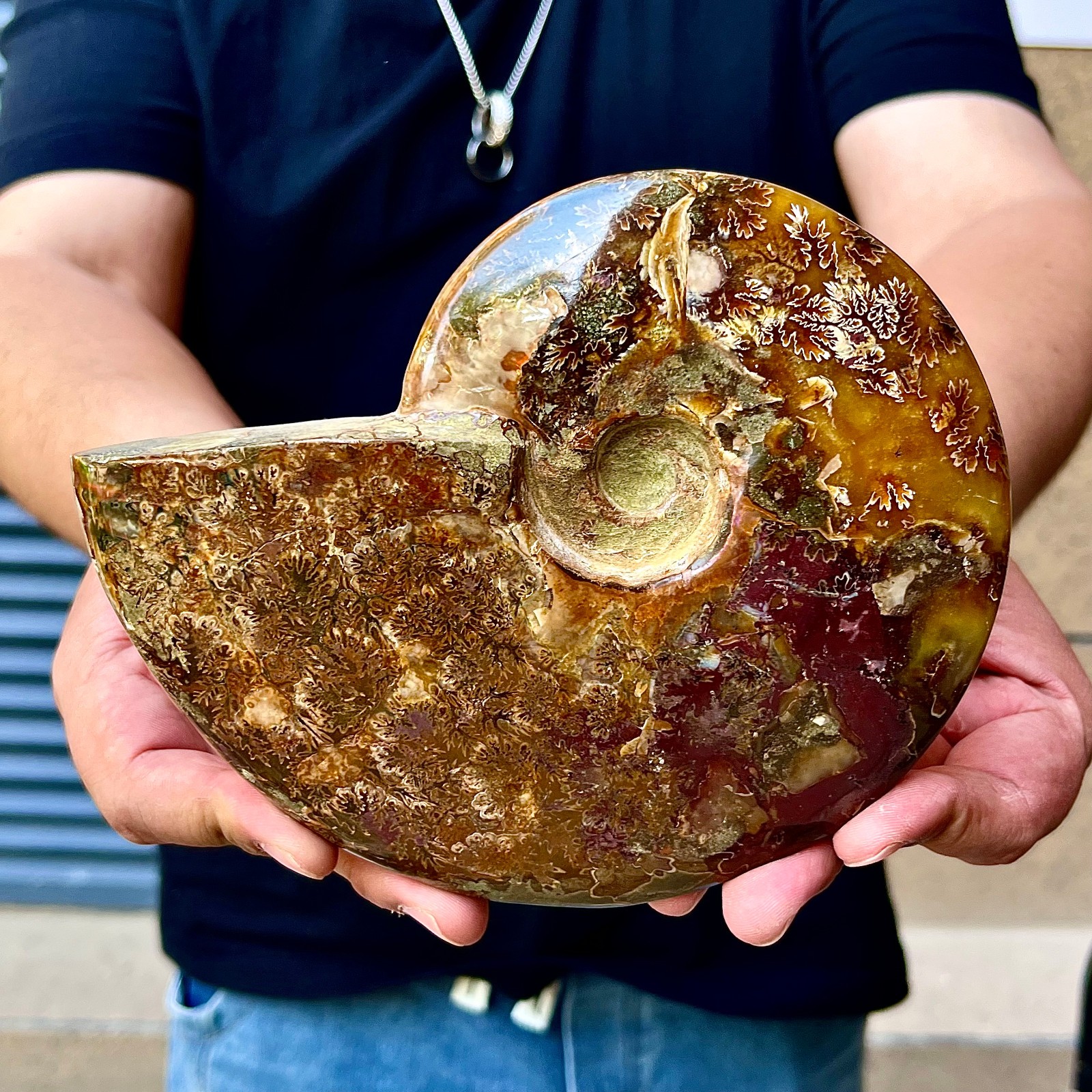2.53LB Rare natural polished Natural conch fossil specimens of Madagascar