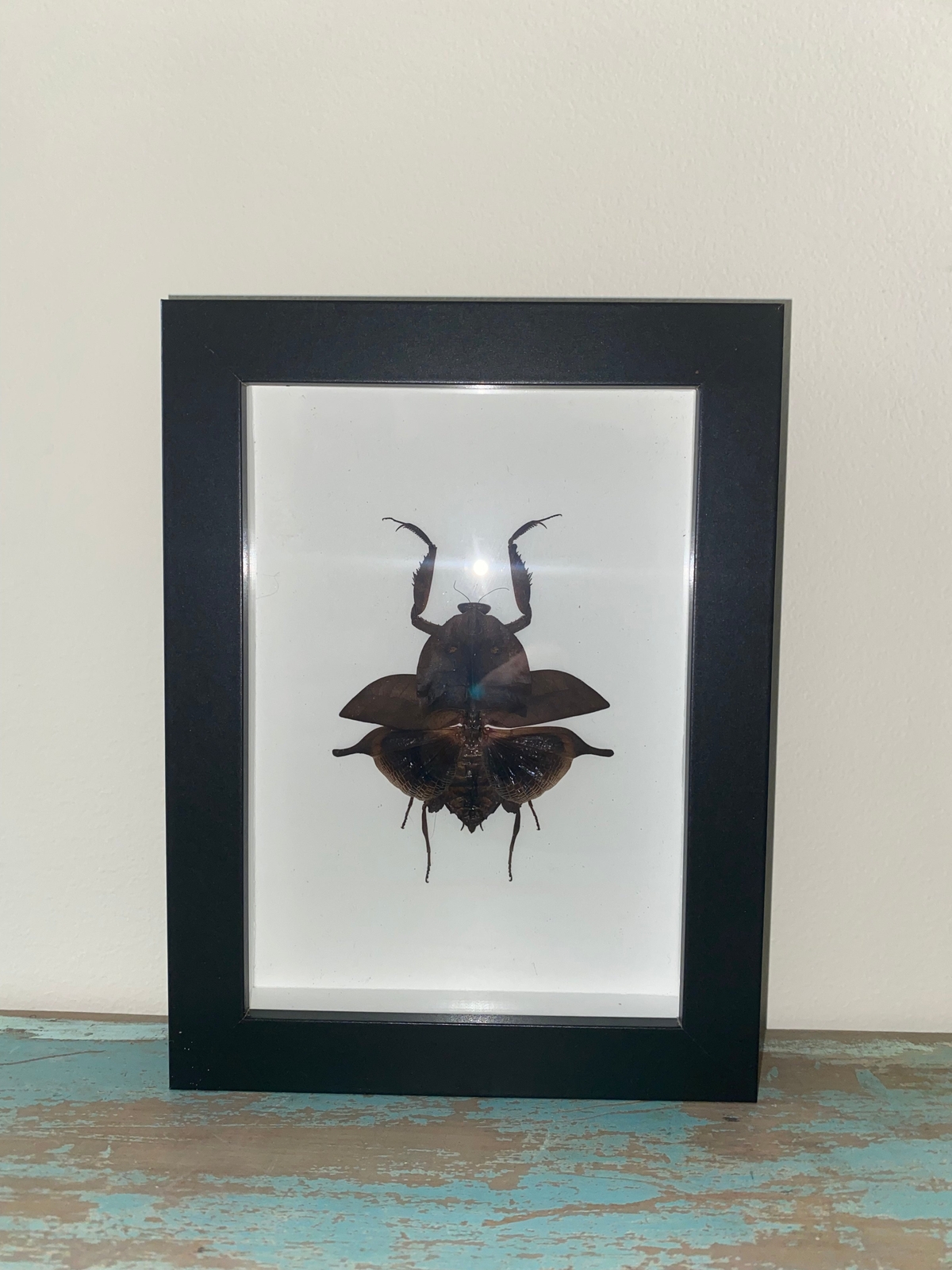 Deroplatys truncata in a Frame