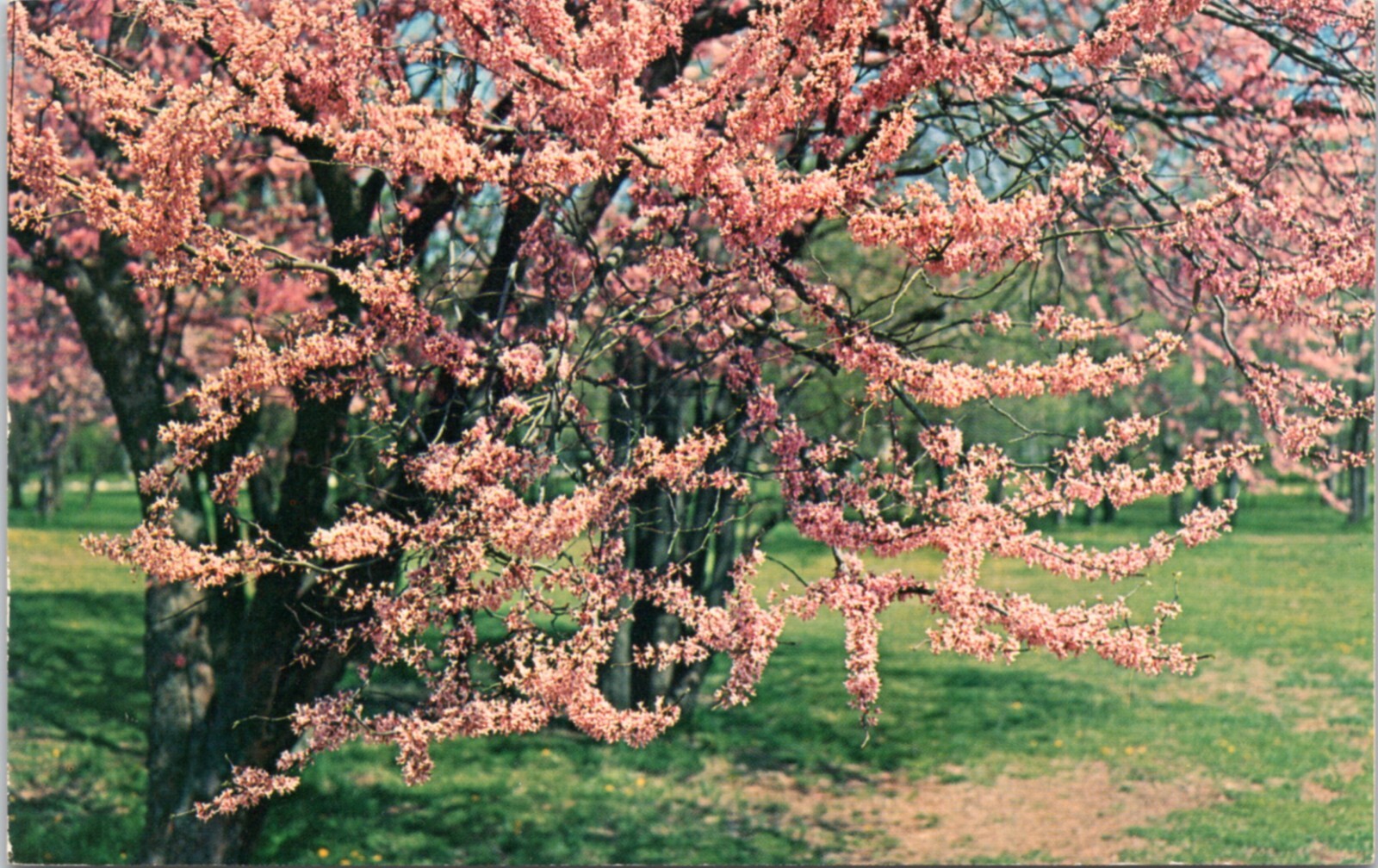 Postcard - tree  Redbud - Cercis canadensis