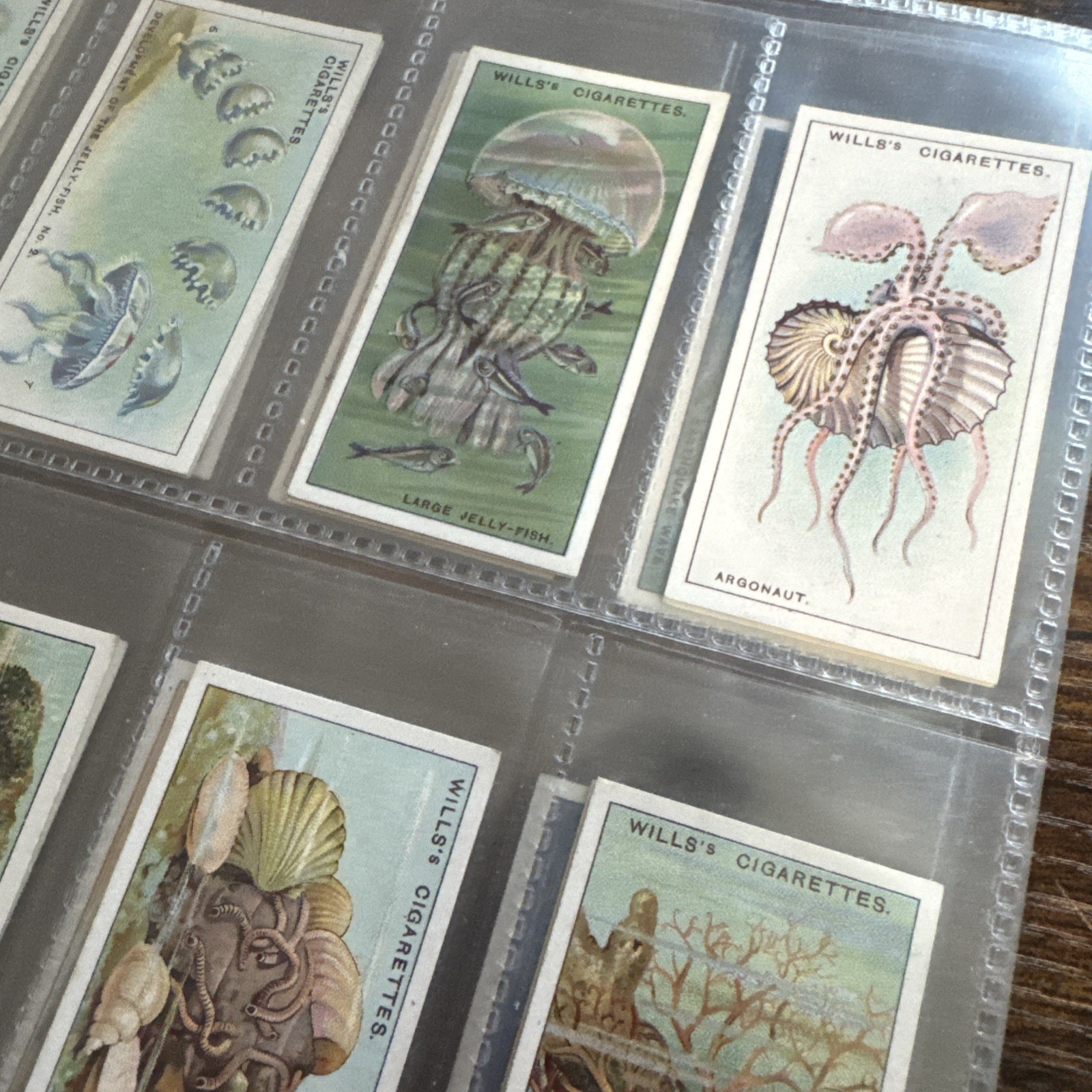 1928 Wills Wonders Of The Sea Full 50 Card Set Sleeved