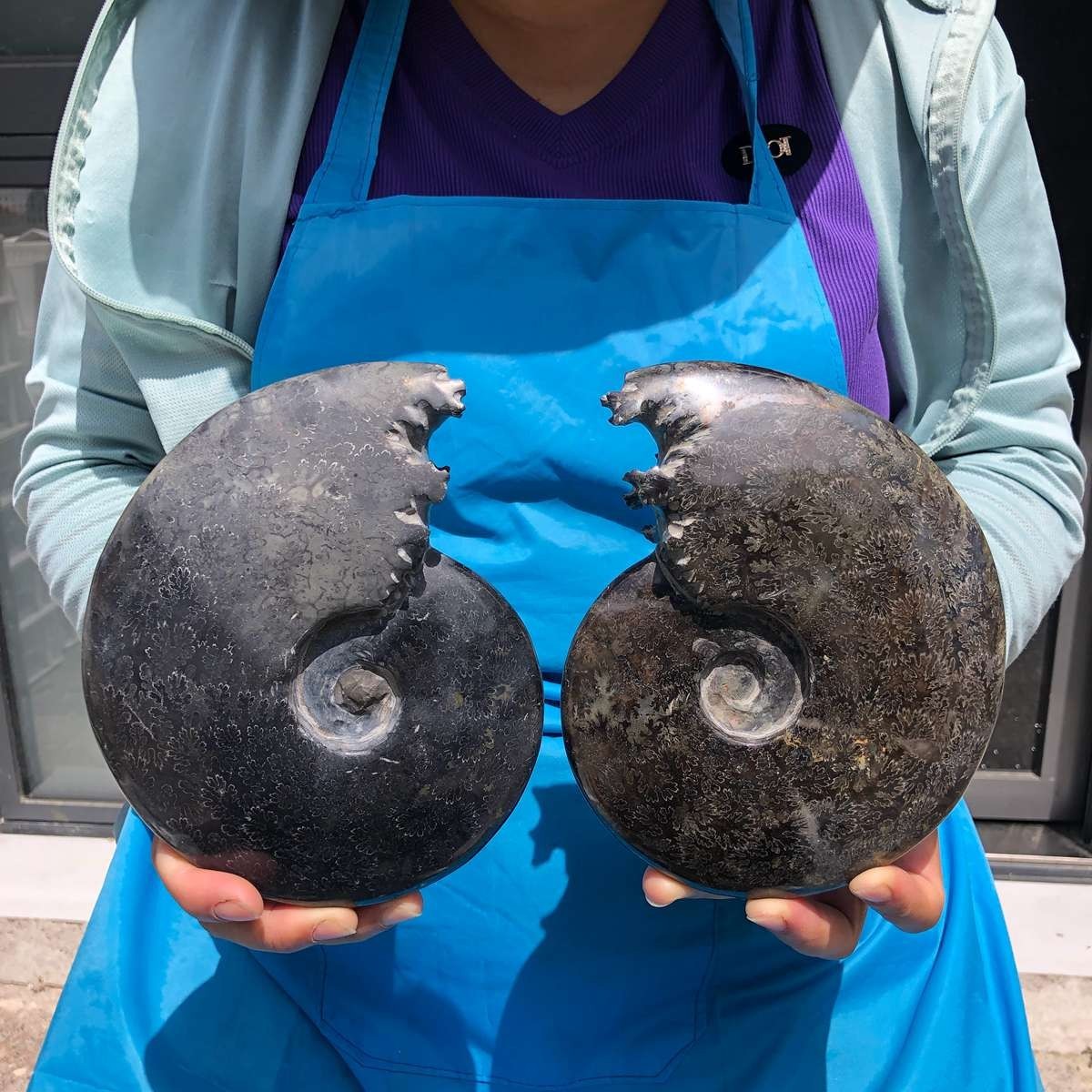 2 pcs 4.42 LB Natural Ammonite Fossil Polished Large Display Piece Healing 6811