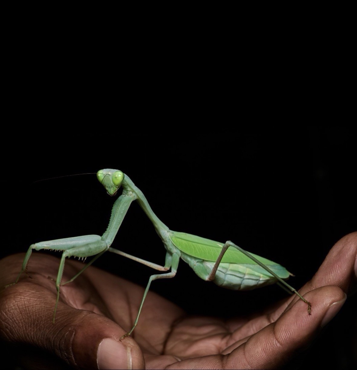 Giant Asian Praying Mantis ( Hierodula membranacea ) (L3)
