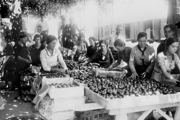 Chosen Chestnuts Chieti Abruzzo Italy 1920-30 4x6 PHOTO
