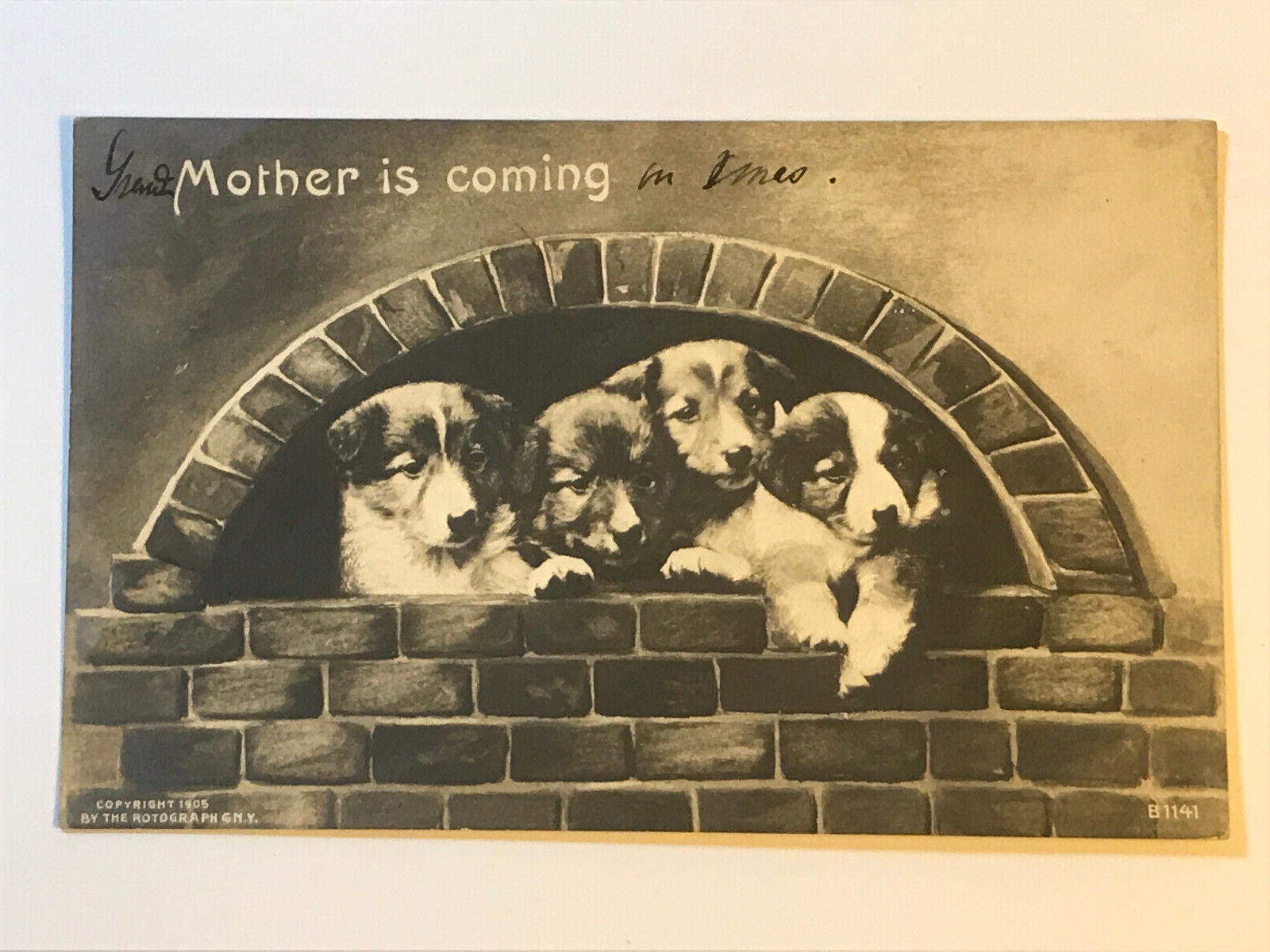 Postcard RPPC Real Photo St Bernard Puppies 
